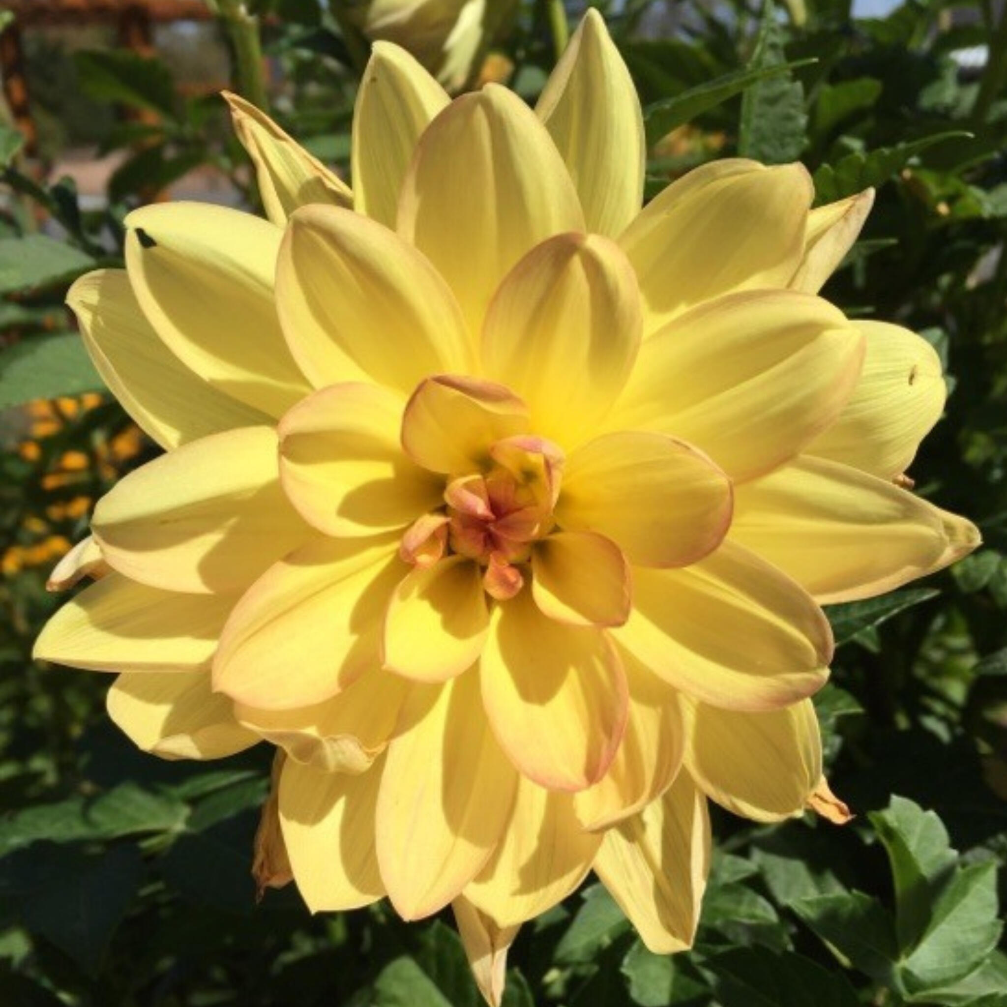 Flowers from Bella Donna's Garden