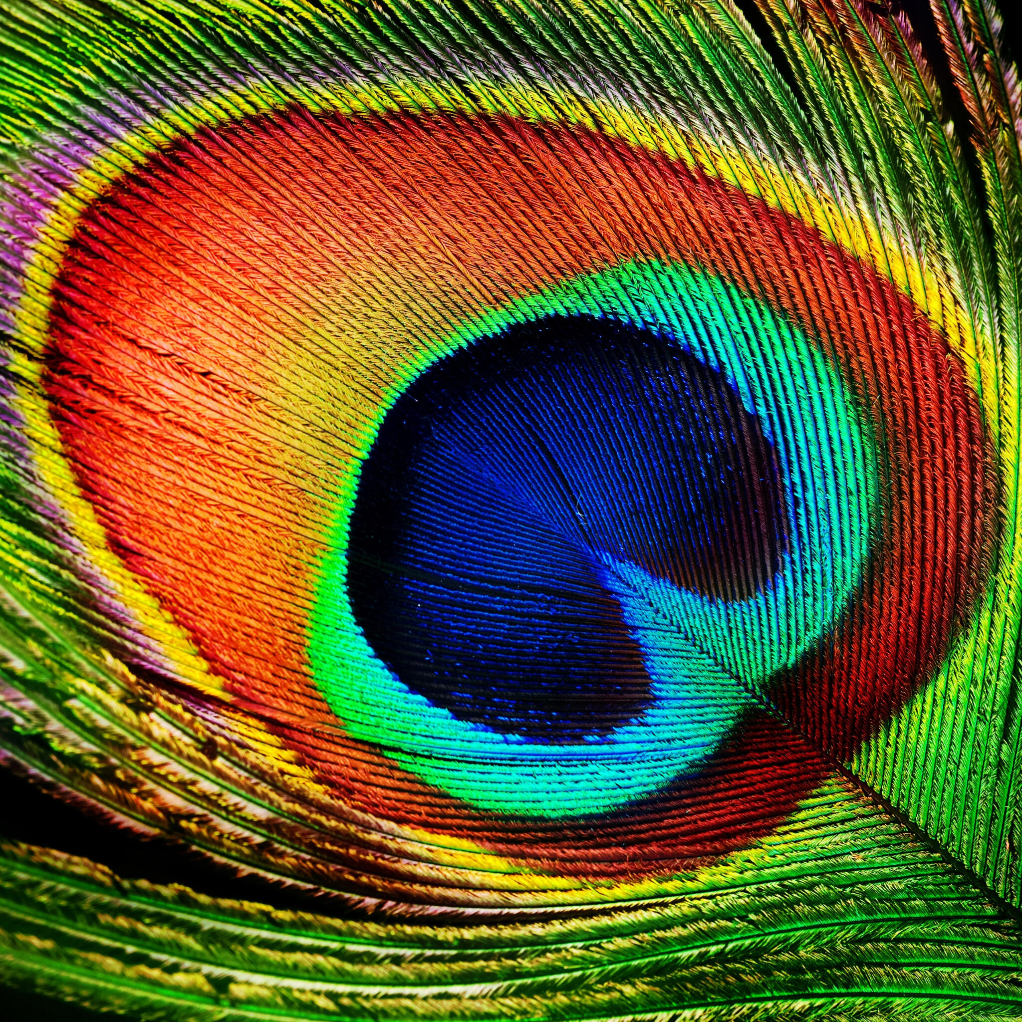 Peacock Feather Peacock Feather