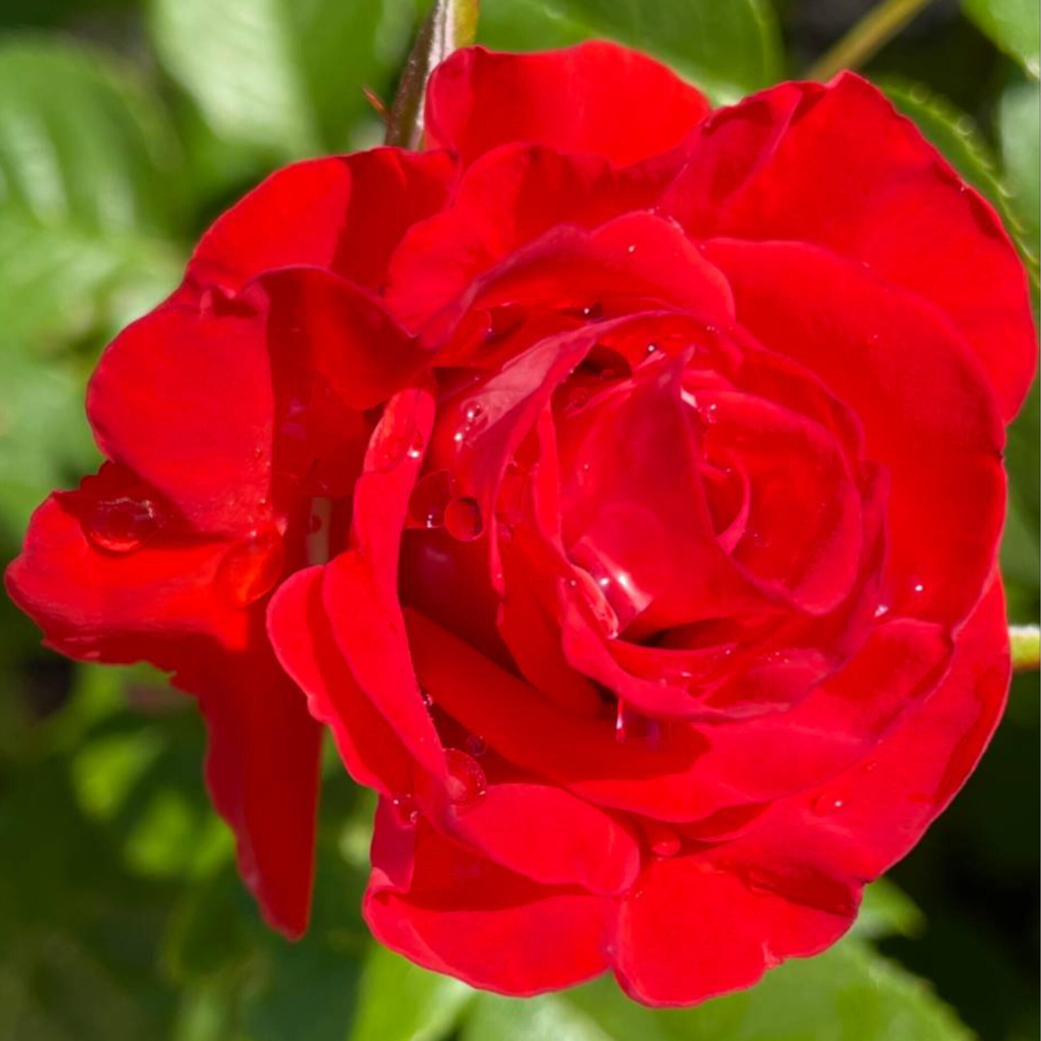 Red Rose