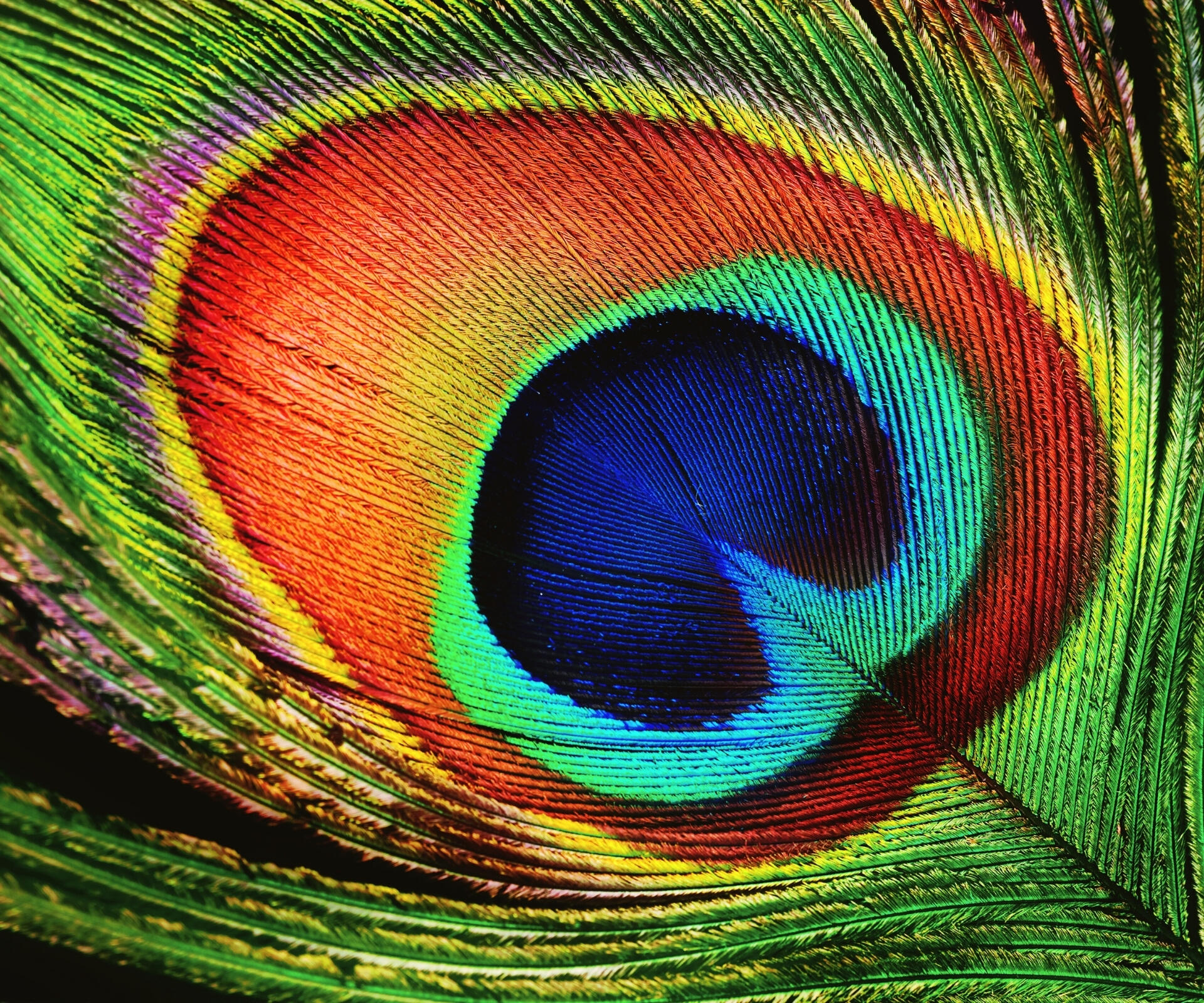 Peacock Feather Peacock Feather Bella Donna Healing Spa