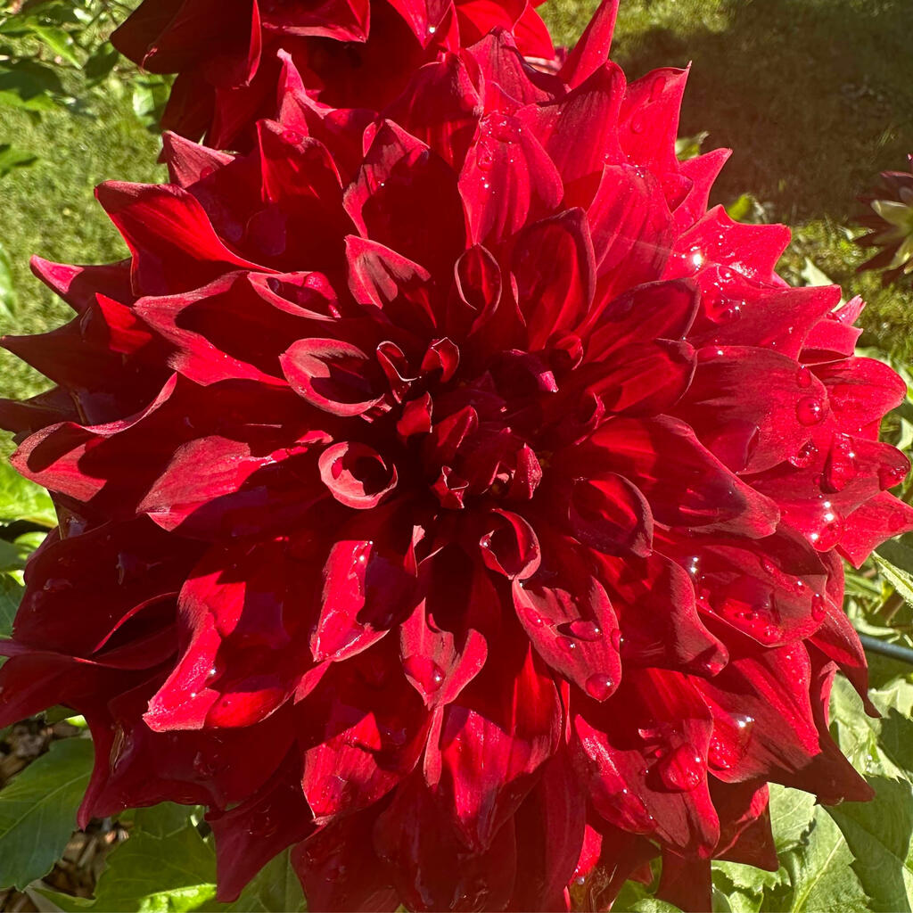 Flowers from Bella Donna's Garden