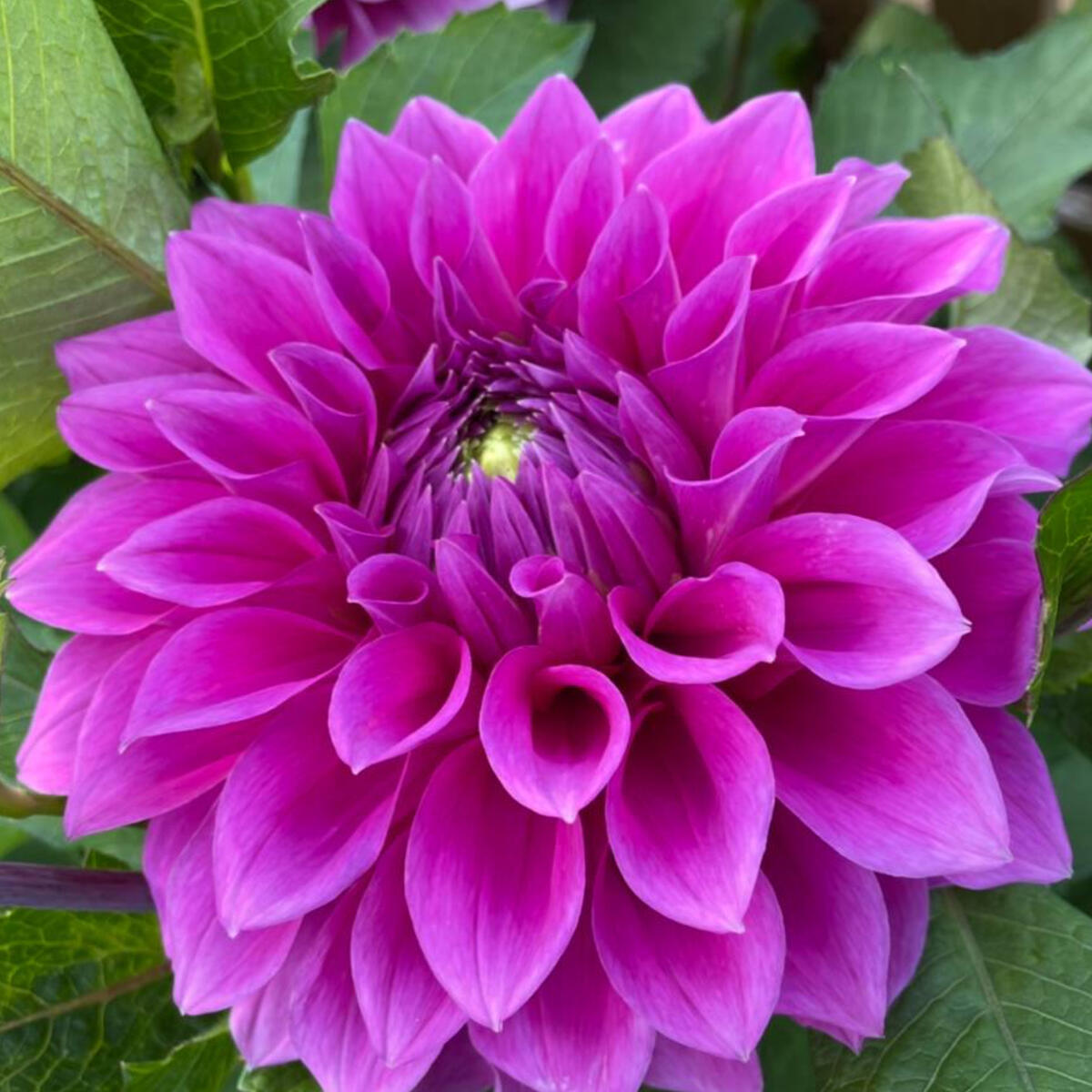 Reviews J+L Skincare