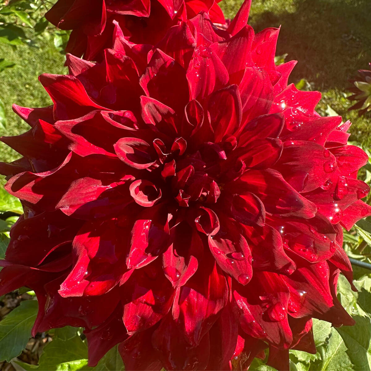 Red Flower Red Flower