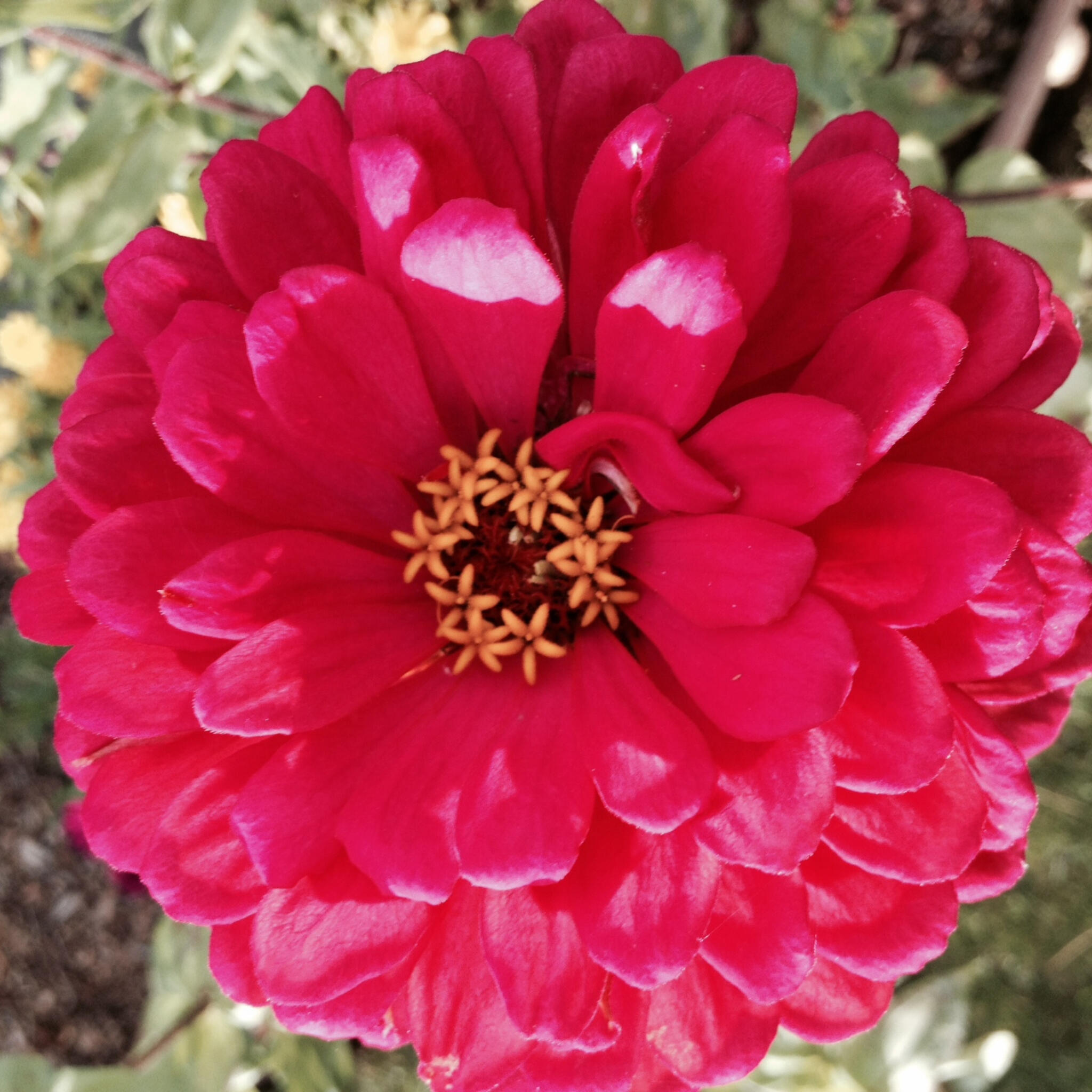 Flowers from my garden Flowers from my garden