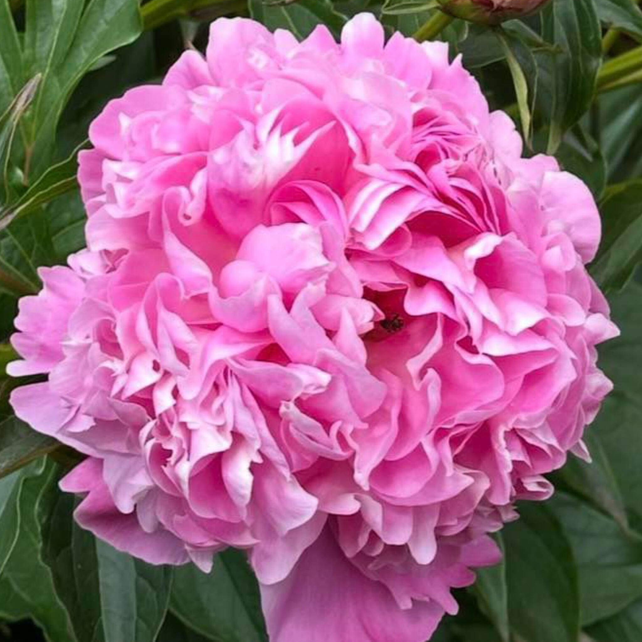 Flowers Flowers from my garden