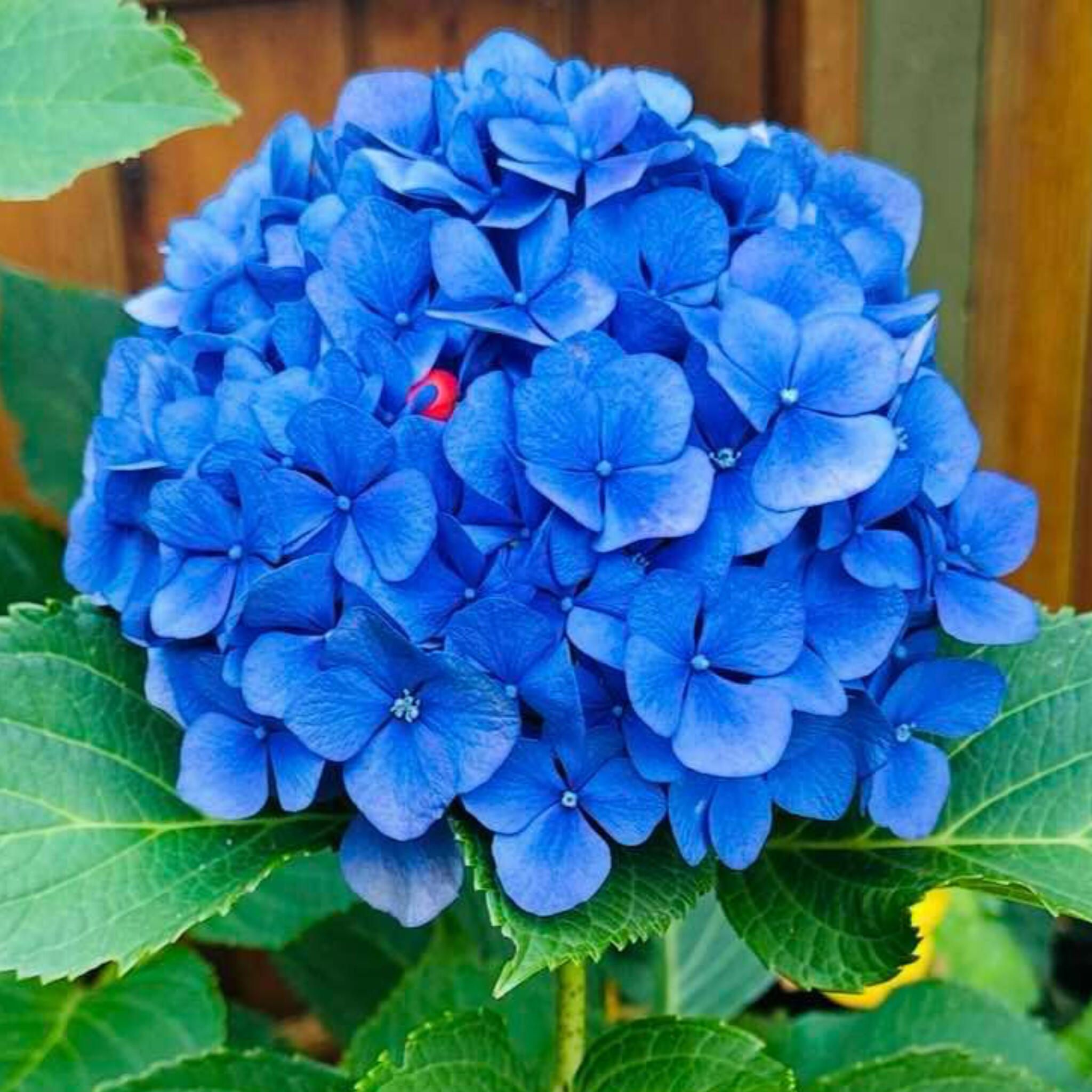 Flowers from my garden Flowers from my garden