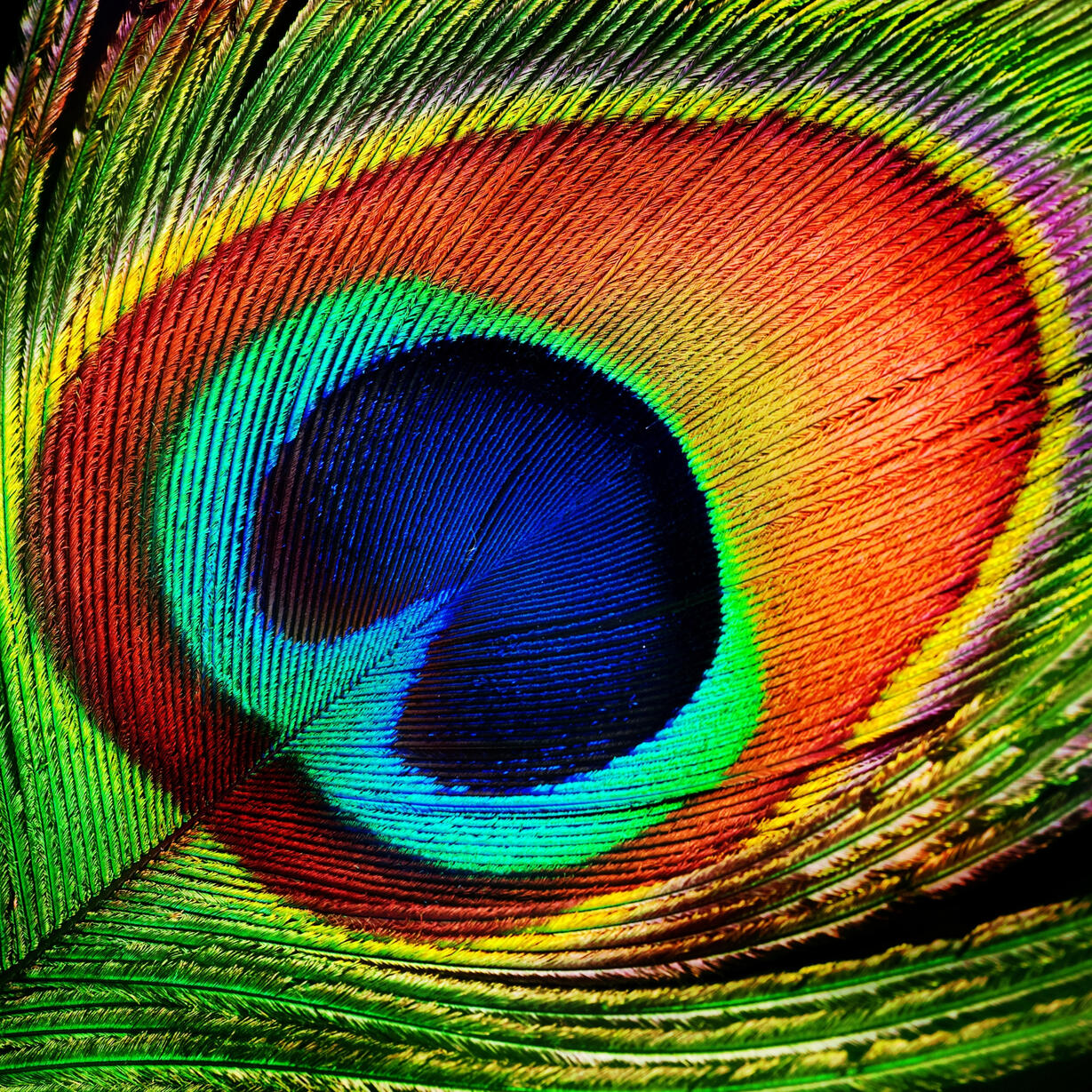 Pink Floral Pink Floral