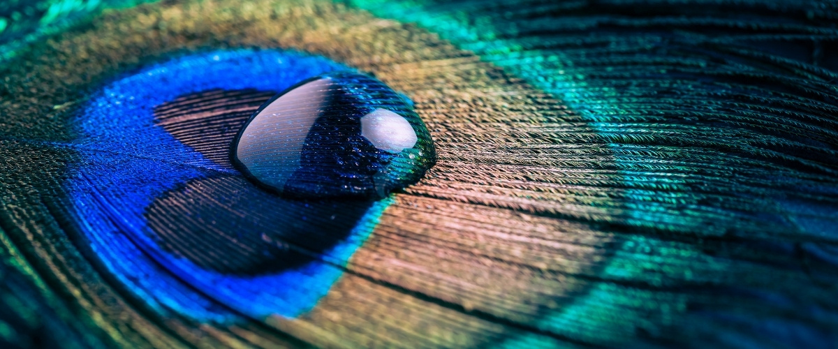 Rain drop on peacock feather representing Raindrop Therapy at Bella Donna Spa
